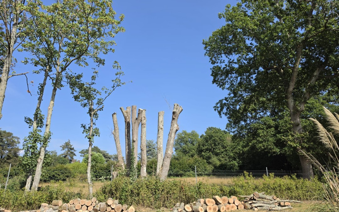 Dead Ash Tree Removal and Monolith Creation to Protect an Orchard