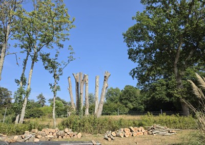 Dead Ash Tree Removal and Monolith Creation to Protect an Orchard