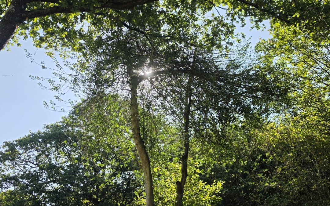 Holly Tree Reduction to Prevent Encroachment into a Mature Oak