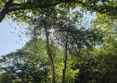 Holly Tree Reduction to Prevent Encroachment into a Mature Oak