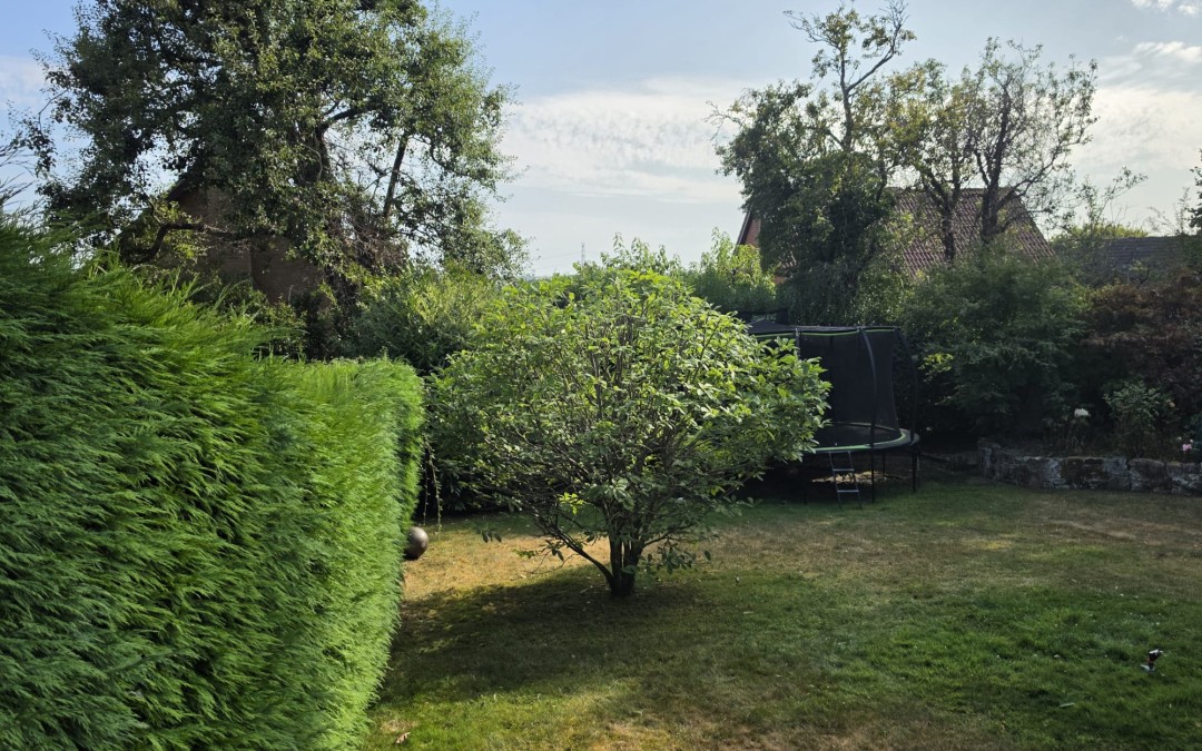 Professional Magnolia Tree Pruning for Improved Shape and Balance