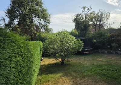 Professional Magnolia Tree Pruning for Improved Shape and Balance