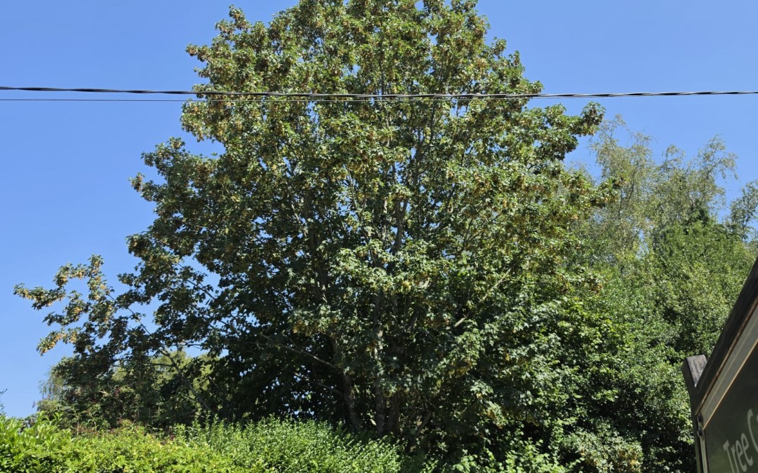 Sycamore Tree Reduction in Uckfield to Improve Light and Prevent Future Maintenance