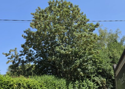 Sycamore Tree Reduction in Uckfield to Improve Light and Prevent Future Maintenance