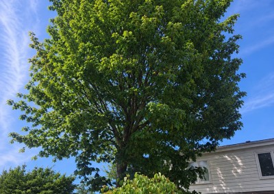 Safe Removal of a Large Sycamore Tree Encroaching on a Residential Property