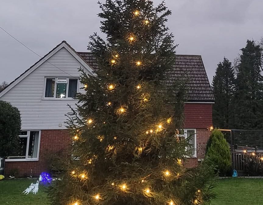Planting a Mature Christmas Tree at a Private Residential Property